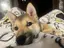 2222のプロフィール画像