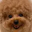 mihoのプロフィール画像