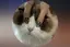 カオチのプロフィール画像