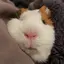 ろんのプロフィール画像