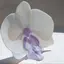 蘭のプロフィール画像