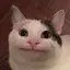 chaのプロフィール画像