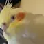 ありのプロフィール画像