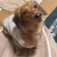 Sayakaのプロフィール画像