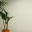 mihoのプロフィール画像