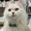 おにのプロフィール画像