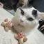 Rchanのプロフィール画像