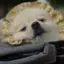 たぬきときつねのプロフィール画像