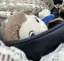 (̨̡ ¨̯ )̧̢のプロフィール画像