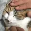 いるかのプロフィール画像