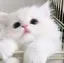 もちもちのプロフィール画像