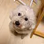 みそしるごはんのプロフィール画像