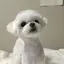 shのプロフィール画像