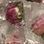 香菜のプロフィール画像