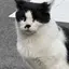 マロンのプロフィール画像