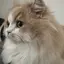 ( ᴗ ̫ ᴗ )のプロフィール画像