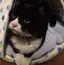 オセロのプロフィール画像