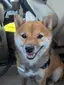カツオのプロフィール画像
