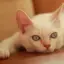 るりたのプロフィール画像