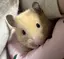 れいあっぷるのプロフィール画像