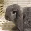 ぐらのプロフィール画像