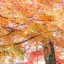 きなこのプロフィール画像