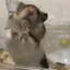 とげのプロフィール画像