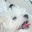 みるく🐶のプロフィール画像