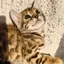 LUNAのプロフィール画像