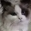 心優のプロフィール画像