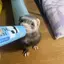 のんのプロフィール画像