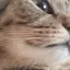 にこてゃまのプロフィール画像