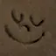 さめのプロフィール画像