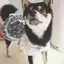 抹茶のプロフィール画像