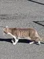 群青のプロフィール画像