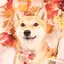 きなこのプロフィール画像