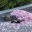 ピピン3生のプロフィール画像