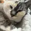 さきあのプロフィール画像