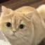 ぽぽのプロフィール画像