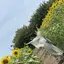 かなのプロフィール画像