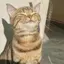 uuaのプロフィール画像