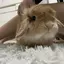 おりんのプロフィール画像