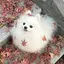 なぽりたんのプロフィール画像