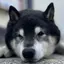 りのプロフィール画像