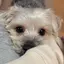 ごえにゃんのプロフィール画像