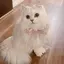 シャネルのプロフィール画像