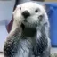 らっこのプロフィール画像