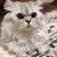 まぁちゃんのプロフィール画像