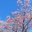 こっこのプロフィール画像