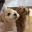 さのプロフィール画像